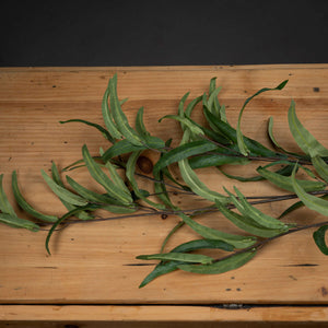 Eucalyptus Nicholii Spray - Canwell Interiors Limited - Hills