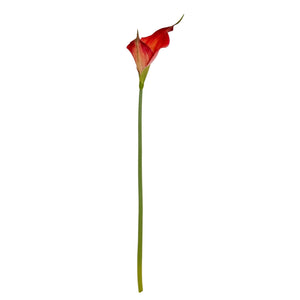 Fireball Calla Lily - Canwell Interiors Limited - Hills
