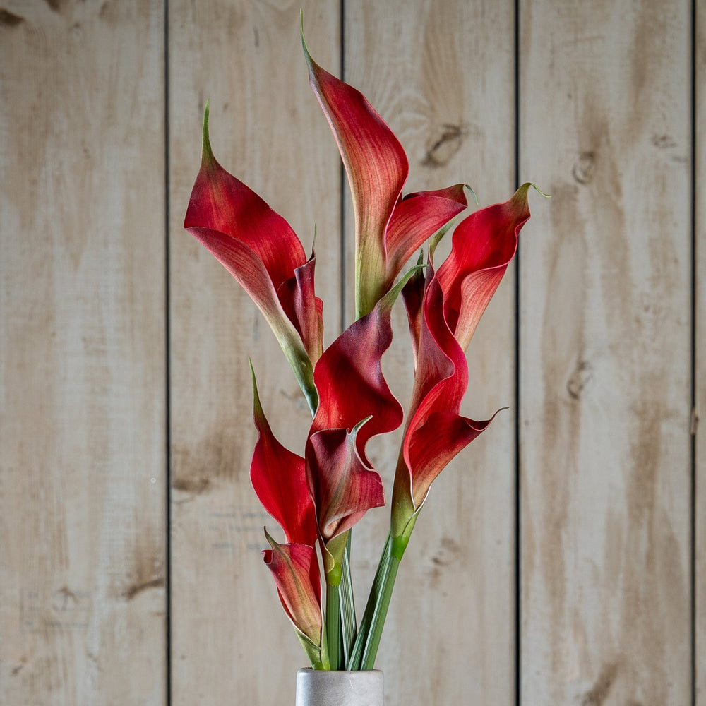 Fireball Calla Lily - Canwell Interiors Limited - Hills