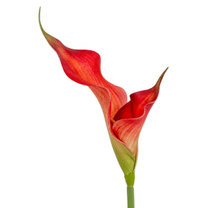 Fireball Calla Lily - Canwell Interiors Limited - Hills
