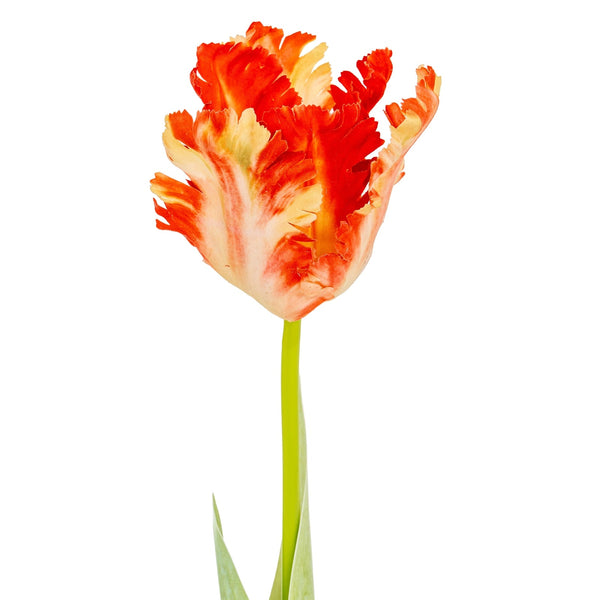 Flame Orange Parrot Tulip - Canwell Interiors Limited - Hills