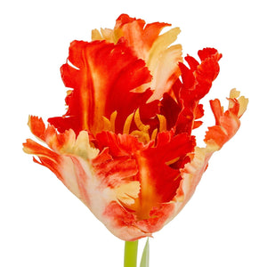 Flame Orange Parrot Tulip - Canwell Interiors Limited - Hills