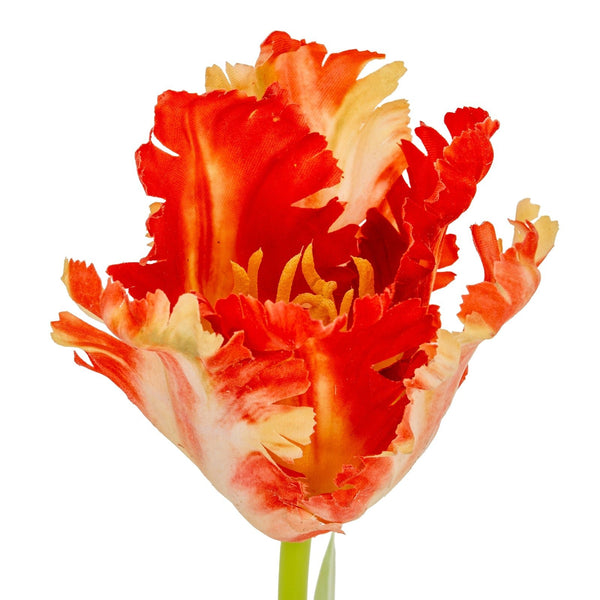 Flame Orange Parrot Tulip - Canwell Interiors Limited - Hills