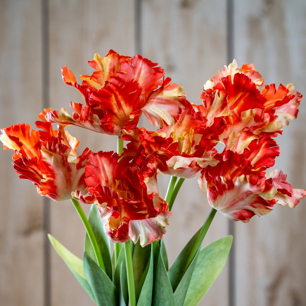 Flame Orange Parrot Tulip - Canwell Interiors Limited - Hills