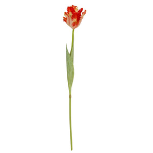 Flame Orange Parrot Tulip - Canwell Interiors Limited - Hills