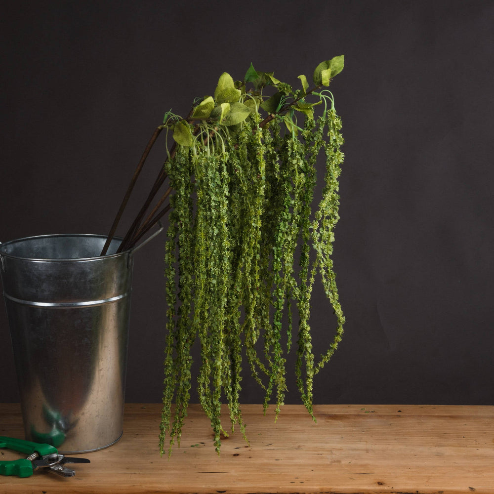 Green Amaranthus - Canwell Interiors Limited - Hills