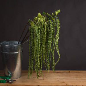Green Amaranthus - Canwell Interiors Limited - Hills