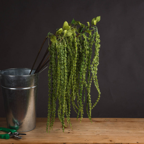 Green Amaranthus - Canwell Interiors Limited - Hills