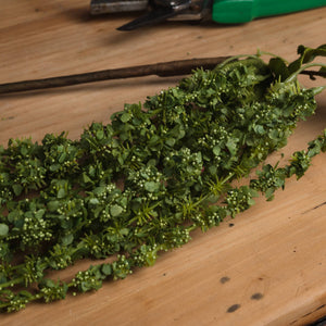 Green Amaranthus - Canwell Interiors Limited - Hills