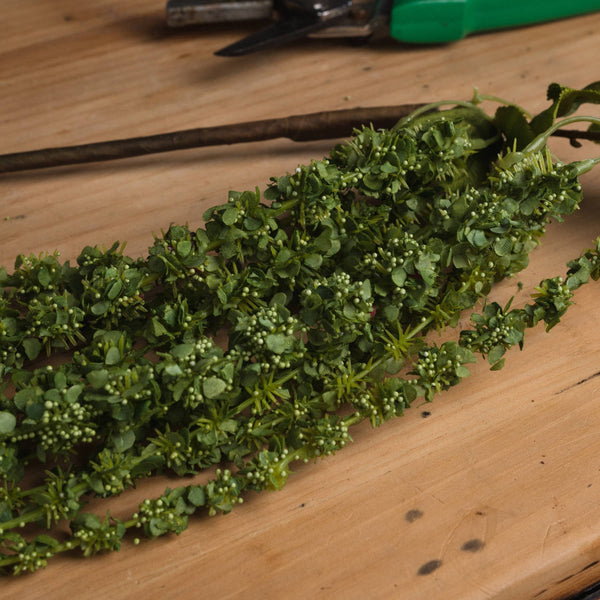 Green Amaranthus - Canwell Interiors Limited - Hills