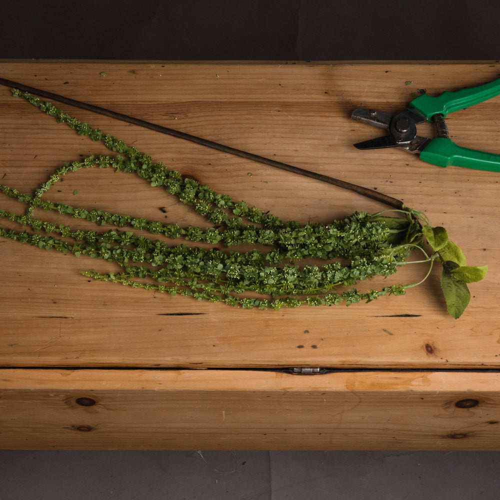 Green Amaranthus - Canwell Interiors Limited - Hills