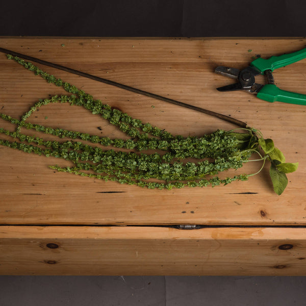 Green Amaranthus - Canwell Interiors Limited - Hills