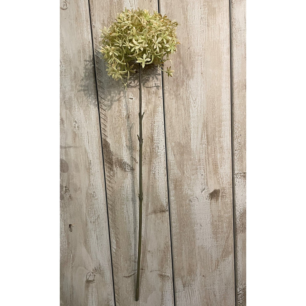 Green And Beige Allium - Canwell Interiors Limited - Hills