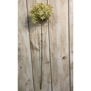 Green And Beige Allium - Canwell Interiors Limited - Hills