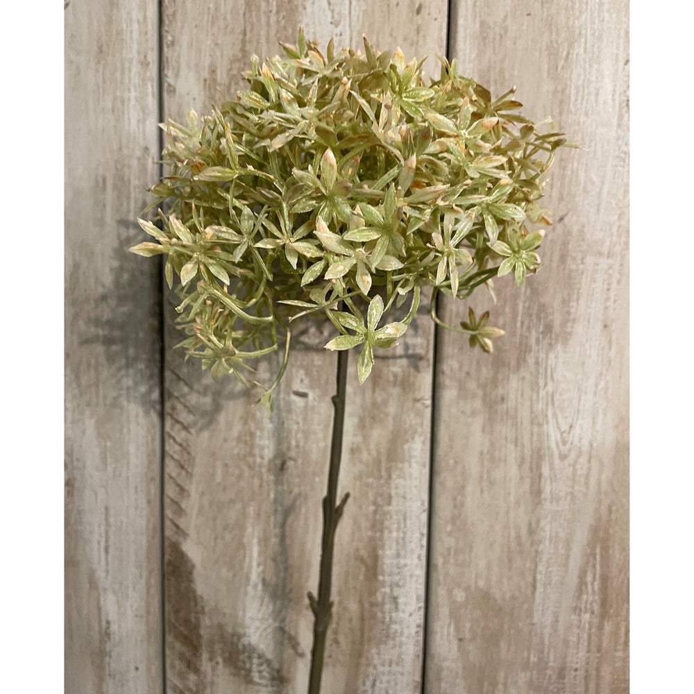 Green And Beige Allium - Canwell Interiors Limited - Hills