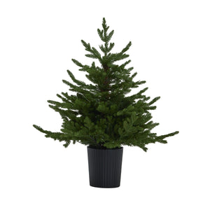Green Forest Fir Pre - Lit LED 300L Christmas Tree in Pot - XShowhome Limited - Hills