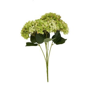 Green Hydrangea Bunch - Canwell Interiors Limited - Hills
