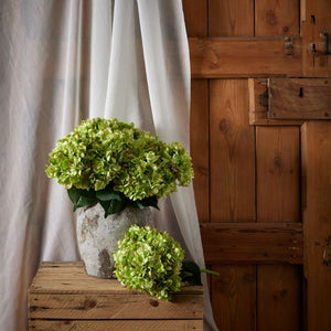 Green Hydrangea Bunch - Canwell Interiors Limited - Hills