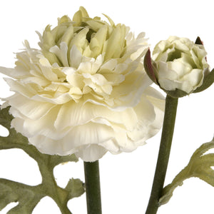 Green Ranunculus Spray - Canwell Interiors Limited - Hills