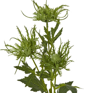 Green Sea Holly Spray - Canwell Interiors Limited - Hills
