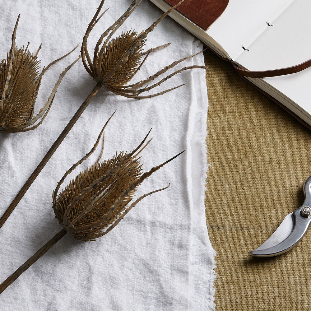 Large Brown Triple Teasle Stem - Canwell Interiors Limited - Hills
