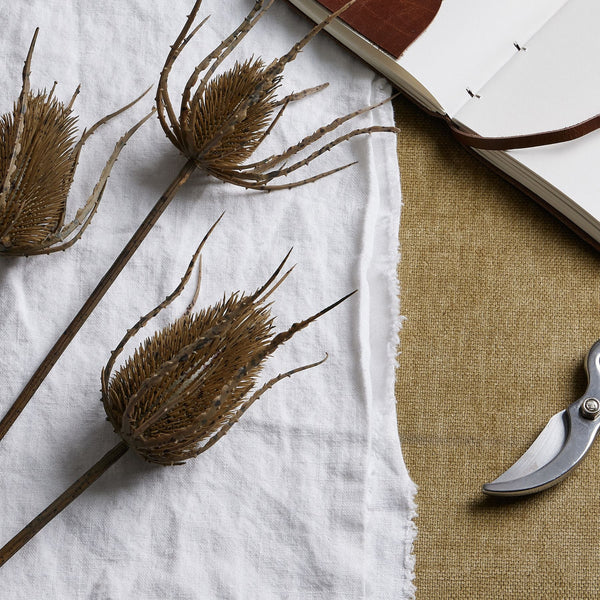 Large Brown Triple Teasle Stem - Canwell Interiors Limited - Hills