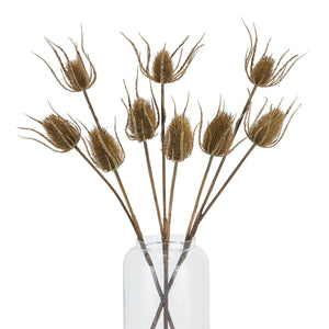 Large Brown Triple Teasle Stem - Canwell Interiors Limited - Hills