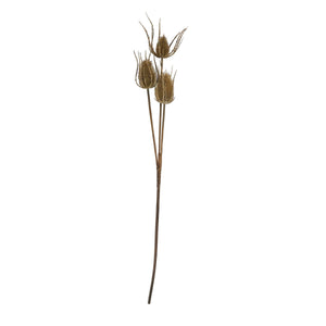 Large Brown Triple Teasle Stem - Canwell Interiors Limited - Hills
