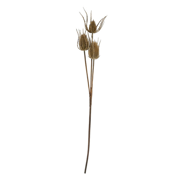 Large Brown Triple Teasle Stem - Canwell Interiors Limited - Hills