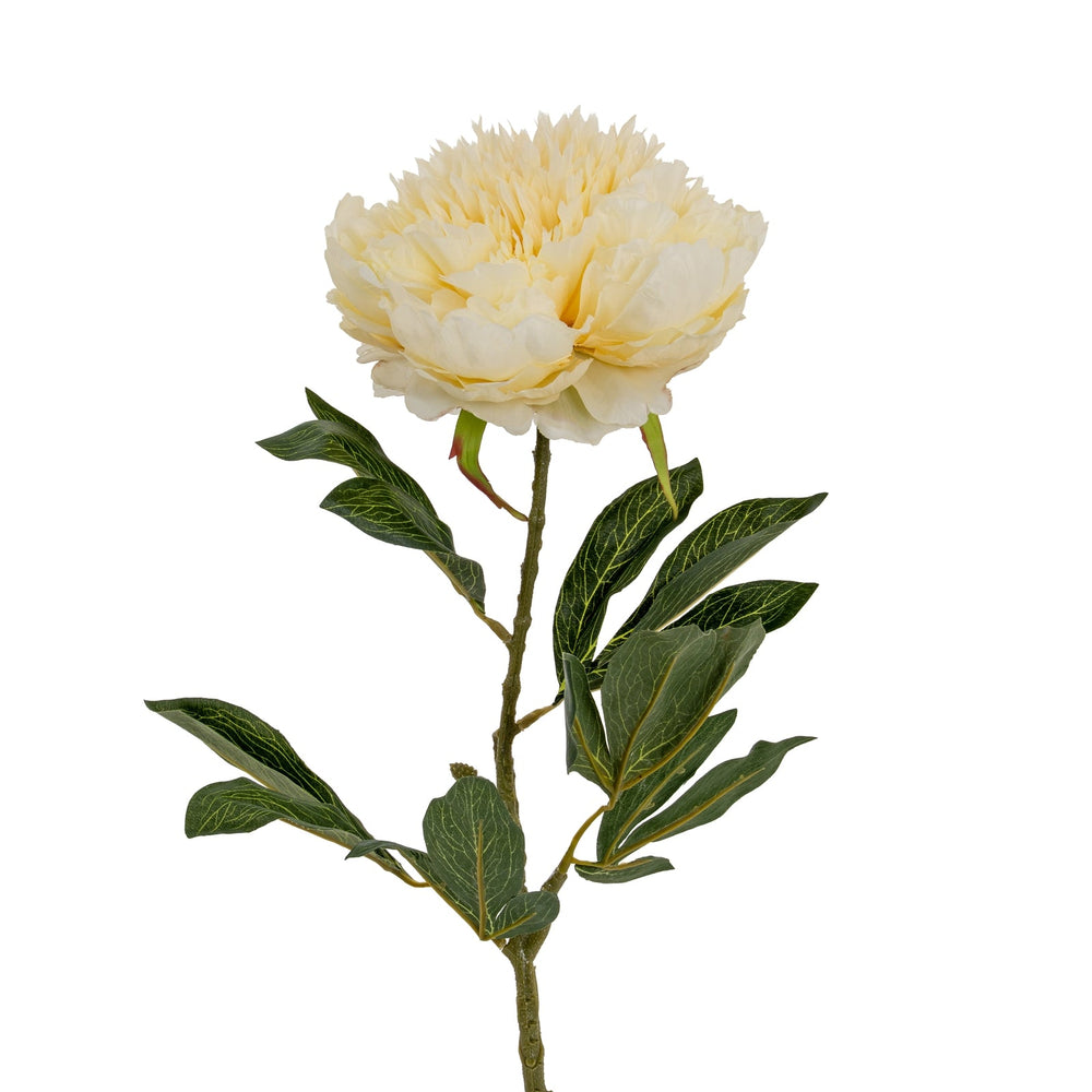 Large Buttermilk Double Peony Stem - Canwell Interiors Limited - Hills