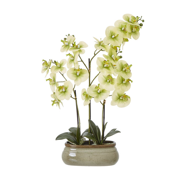 Large Green Orchid In Ceramic Pot - Canwell Interiors Limited - Hills