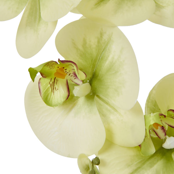 Large Green Orchid In Ceramic Pot - Canwell Interiors Limited - Hills