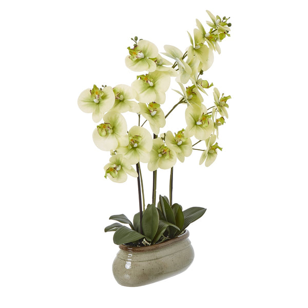 Large Green Orchid In Ceramic Pot - Canwell Interiors Limited - Hills