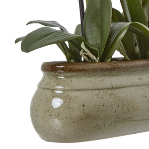 Large Green Orchid In Ceramic Pot - Canwell Interiors Limited - Hills