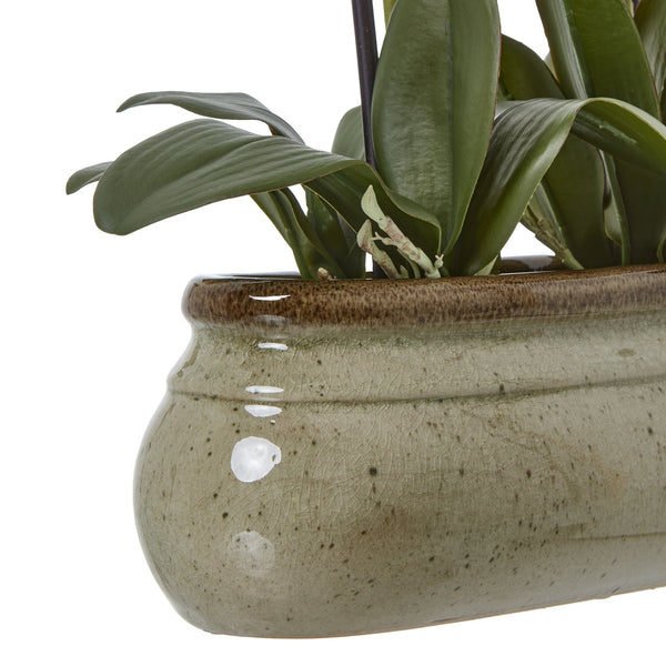 Large Green Orchid In Ceramic Pot - Canwell Interiors Limited - Hills