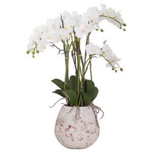 Large Stone Potted Orchid With Roots - Canwell Interiors Limited - Hills