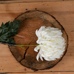 Large White Chrysanthemum - Canwell Interiors Limited - Hills