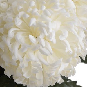 Large White Chrysanthemum - Canwell Interiors Limited - Hills