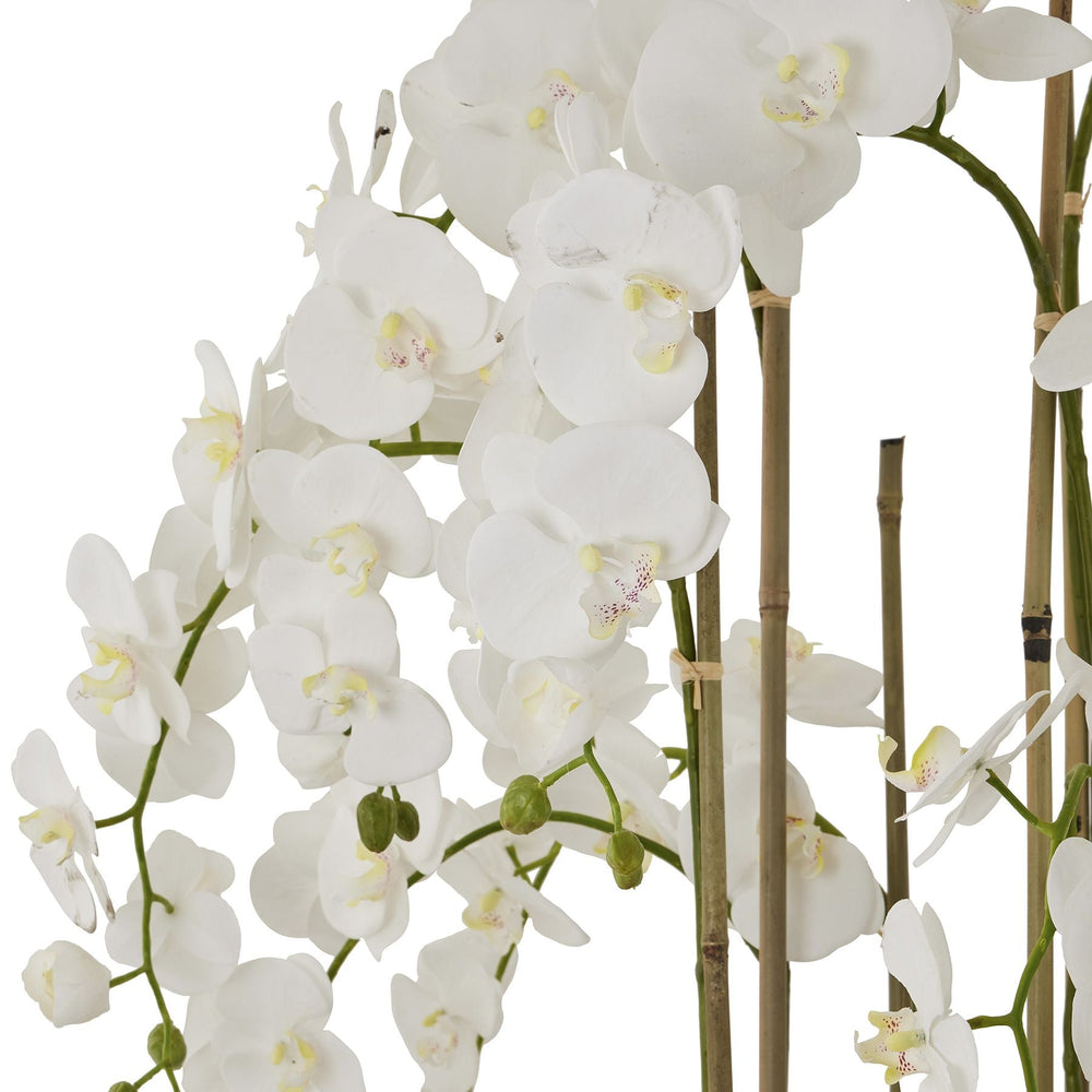 Large White Orchid In Antique Stone Pot - Canwell Interiors Limited - Hills