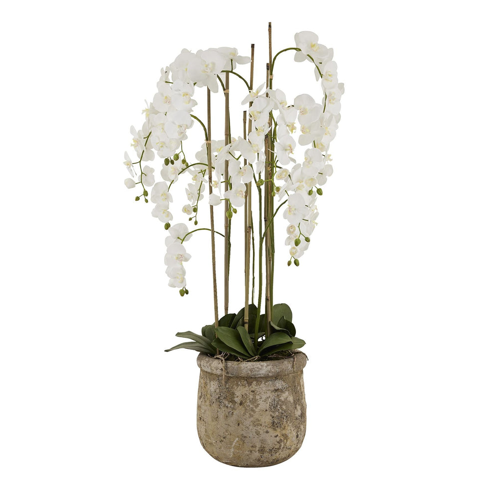 Large White Orchid In Antique Stone Pot - Canwell Interiors Limited - Hills