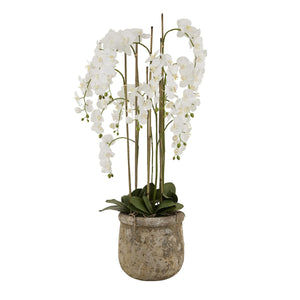 Large White Orchid In Antique Stone Pot - Canwell Interiors Limited - Hills
