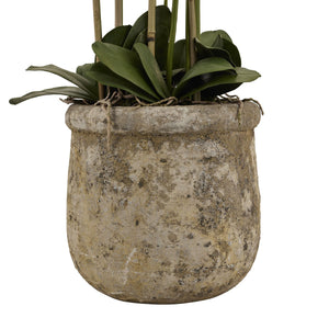 Large White Orchid In Antique Stone Pot - Canwell Interiors Limited - Hills