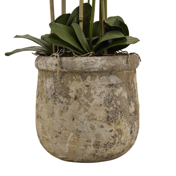 Large White Orchid In Antique Stone Pot - Canwell Interiors Limited - Hills