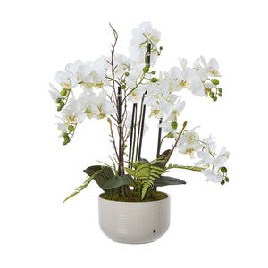 Large White Orchid In Ceramic Pot - Canwell Interiors Limited - Hills