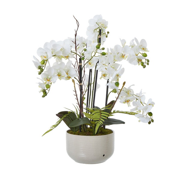 Large White Orchid In Ceramic Pot - Canwell Interiors Limited - Hills
