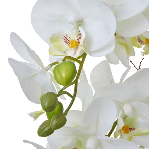 Large White Orchid In Ceramic Pot - Canwell Interiors Limited - Hills