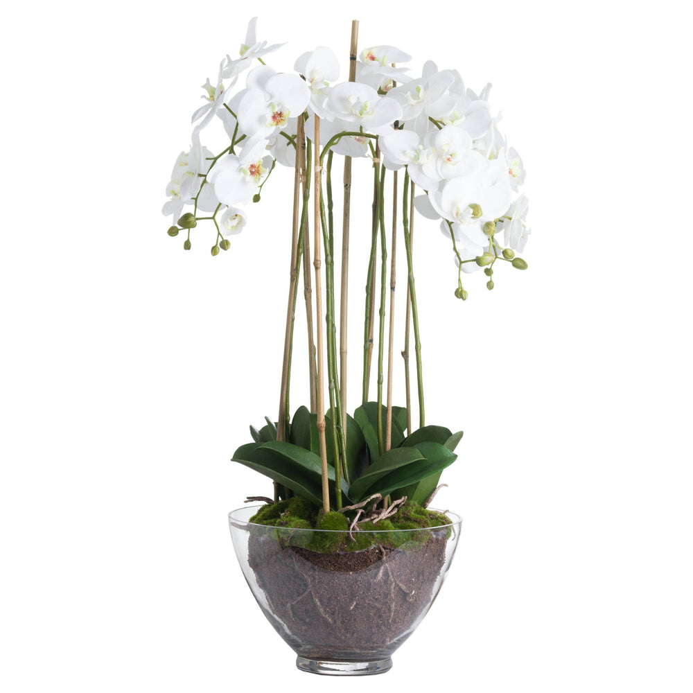Large White Orchid In Glass Pot - Canwell Interiors Limited - Hills
