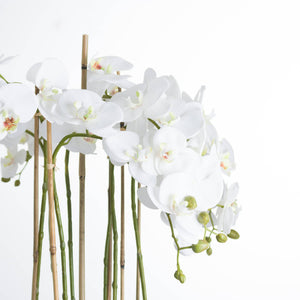 Large White Orchid In Glass Pot - Canwell Interiors Limited - Hills