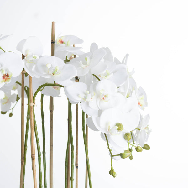 Large White Orchid In Glass Pot - Canwell Interiors Limited - Hills