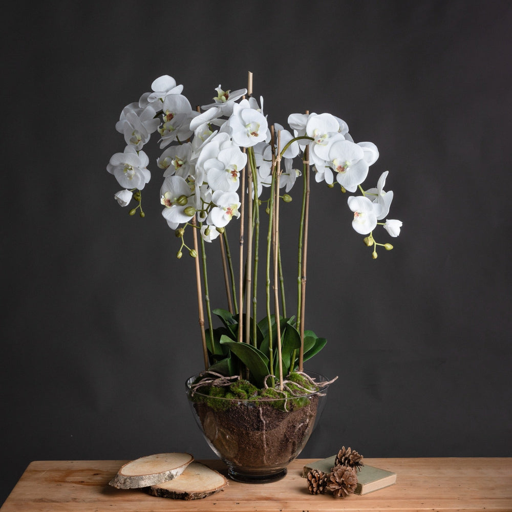 Large White Orchid In Glass Pot - Canwell Interiors Limited - Hills